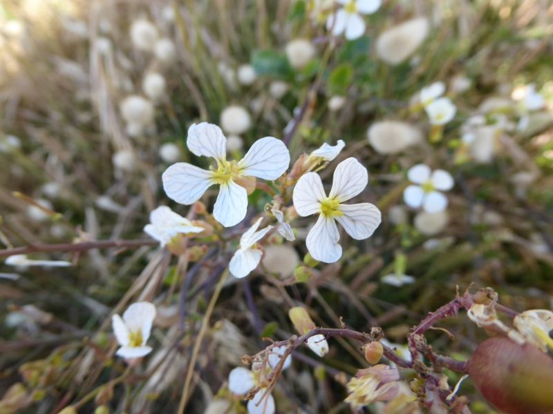 Datei:VRaphanus raphanistrum.JPG