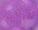 Oberflächendetails von Buxus sempervirens