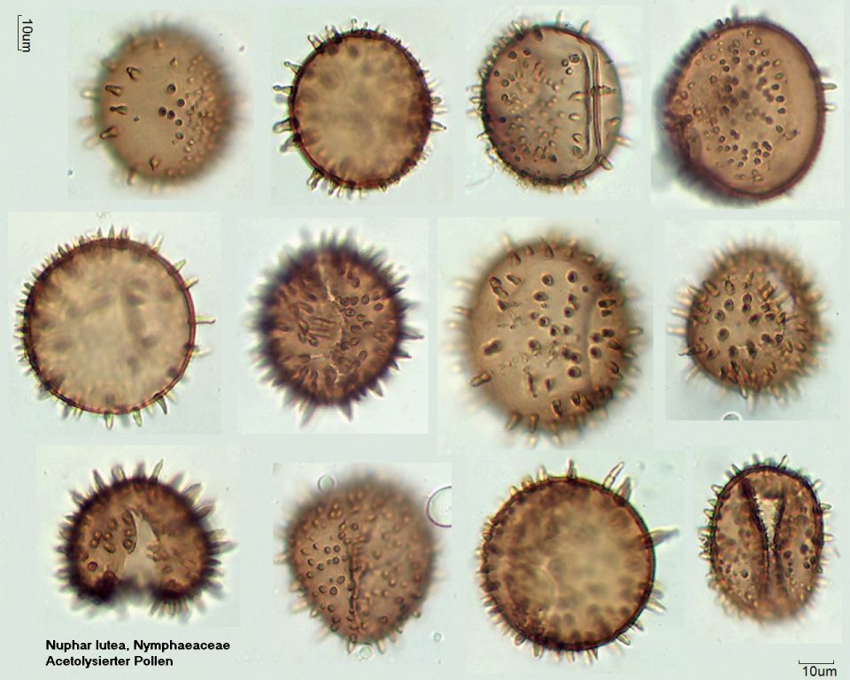 Acetolysierter Pollen von Nuphar lutea, A-029