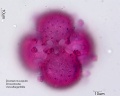 Dionaea muscipula (6).jpg