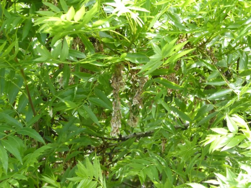 Datei:VXanthoceras sorbifolium.JPG