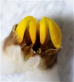 Laelia superbiens Pollinarium ca.5 mm.JPG