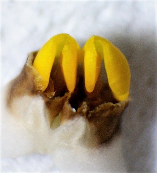 Datei:Laelia superbiens Pollinarium ca.5 mm.JPG