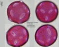 Astrophytum ornatum.jpg