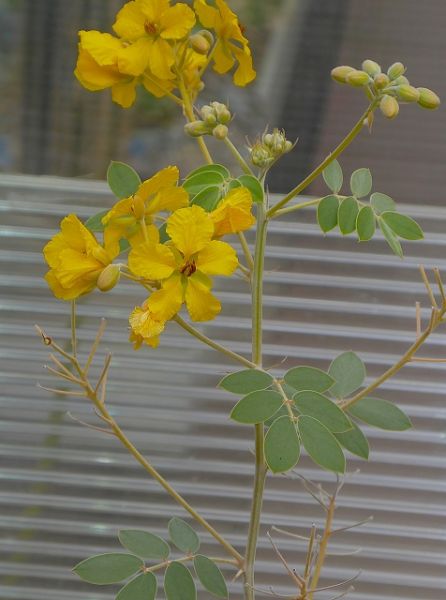 Datei:VCassia covesii.JPG