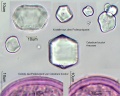 Caladium bicolor (2).jpg