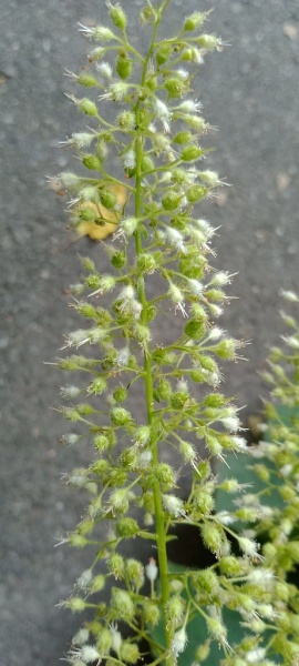 Datei:VTiarella polyphylla (1).jpg
