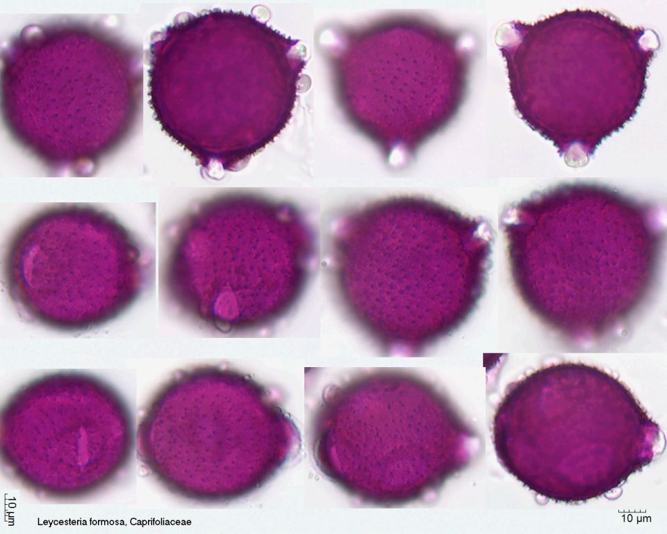 Pollen von Leycesteria formosa