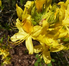 VRhododendron luteum.JPG