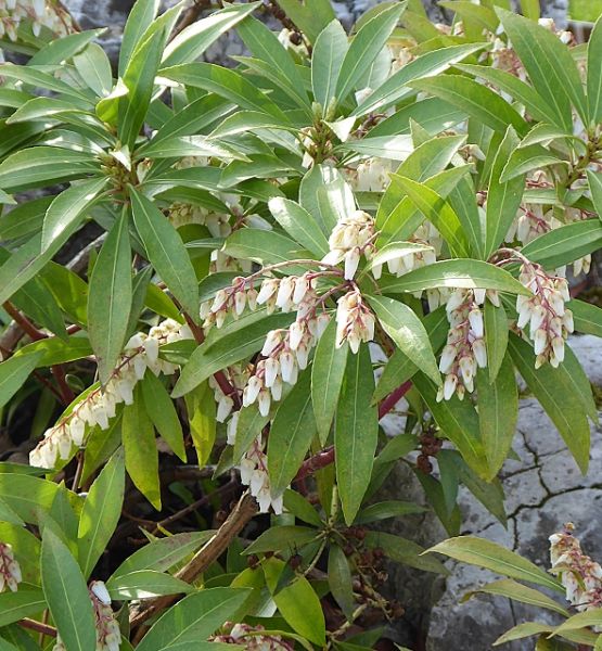 Datei:VPieris floribunda.JPG