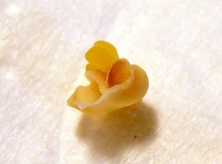 Pollinarium von Coelogyne stricta. etwa 2 mm lang.