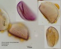 Clivia miniata (2).jpg