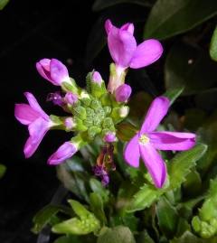 VArabis blepharophylla.JPG