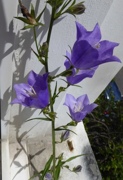 Datei:VCampanula persicifolia.JPG