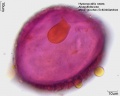 Hymenocallis rotata (6).jpg