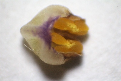 Pollinarium von Eria javanica, etwa 2 mm lang