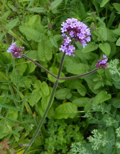 Datei:VVerbena bonariensis.JPG