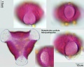 Nymphoides peltata (2).jpg