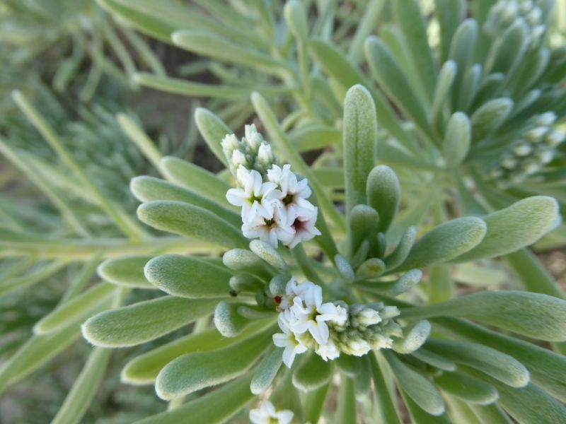 Datei:VTournefortia gnaphalodes.JPG