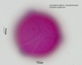 Caesalpinia gilliesii (3).jpg