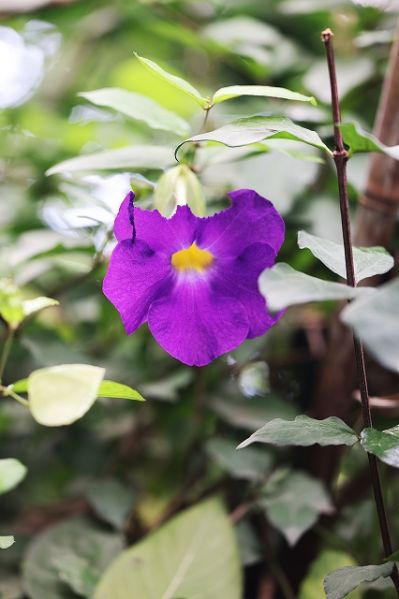 Datei:VThunbergia erecta.JPG
