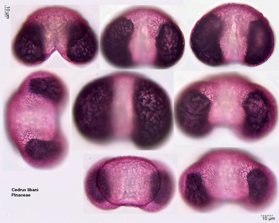 Pollen von Cedrus libani