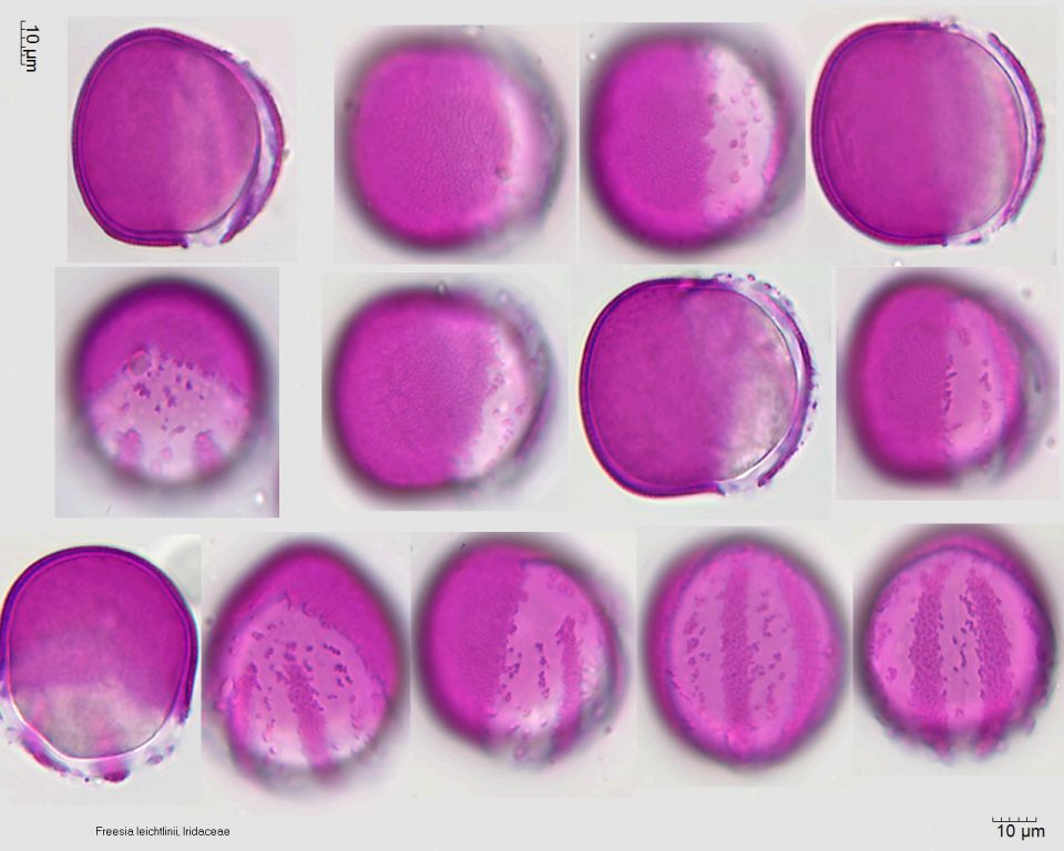 Pollen von Freesia leichtlinii