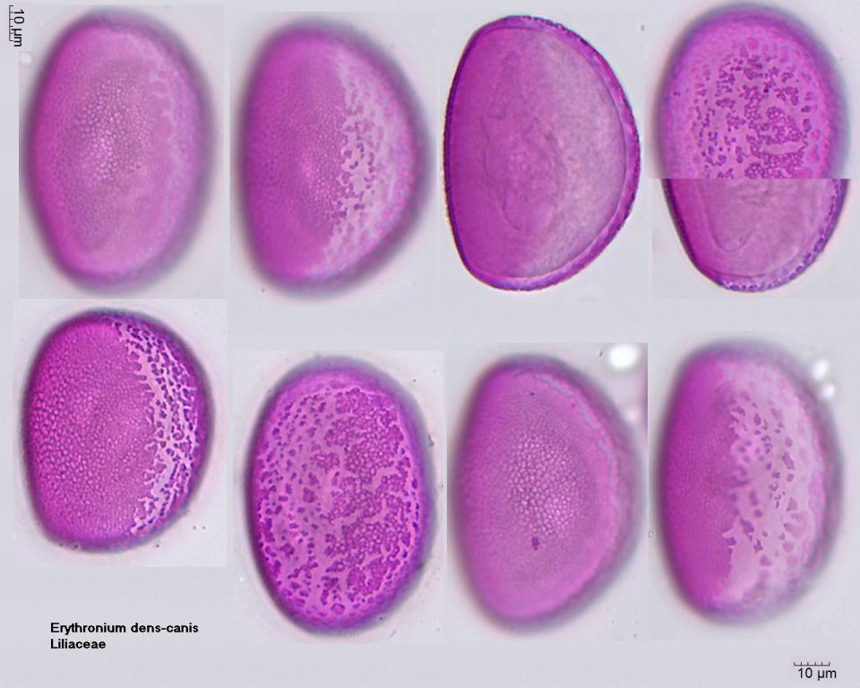 Pollen von Erythronium dens-canis