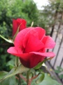 Rosa cultivars