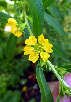 VHeimia salicifolia.JPG