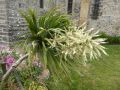 Cordyline australis