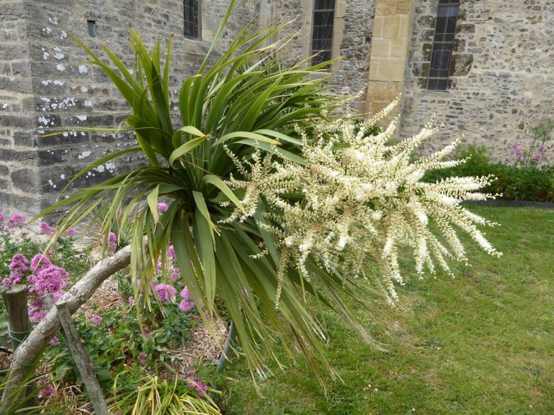 Datei:VCordyline australis.JPG