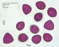 Corylus colurna (2).jpg