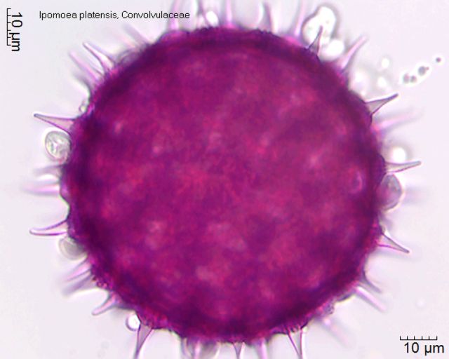 Pollen von Ipomoea platensis