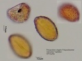 Polypodium vulgare (1).jpg