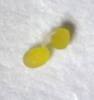 Pollinarine von Angraecum distichum, etwa 0.2 mm im Durchmesser