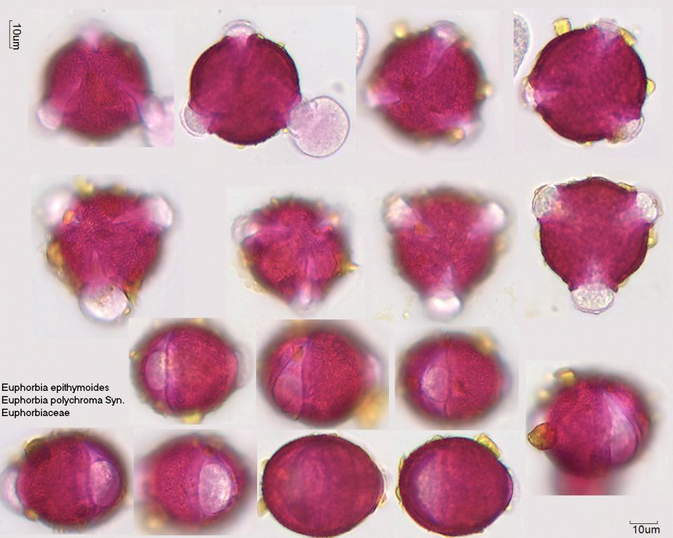 Pollen von Euphorbia epithymoides, 18-086