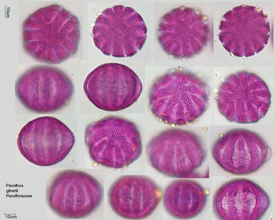 Pollen von Passiflora gibertii