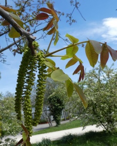 VPterocarya rhoifolia.JPG