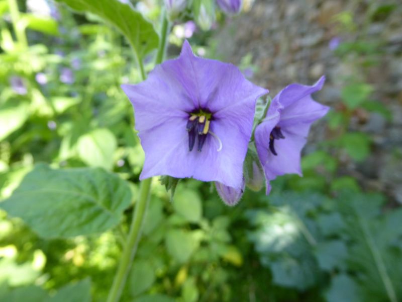 Datei:VSolanum trisectum.JPG
