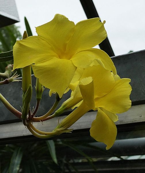 Datei:VPachypodium cactipes.JPG