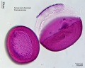 Sansevieria bacularis (3).jpg
