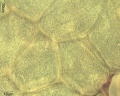 Asclepia syriaca Zellen des Polliniums.jpg