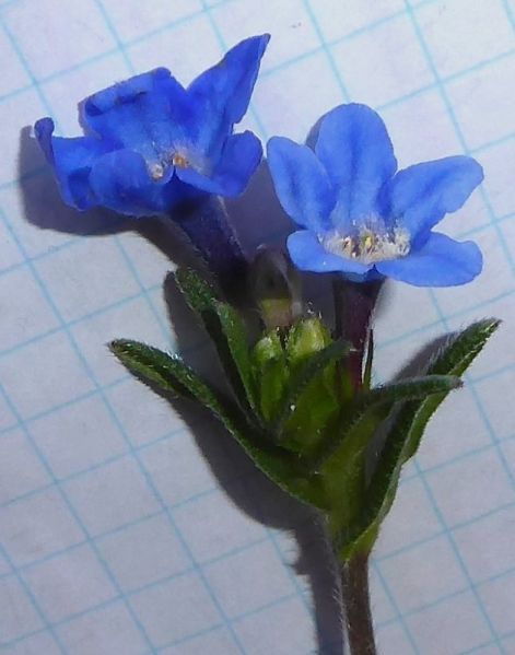 Datei:VLithospermum fruticosum.JPG