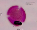 Clerodendrum trichomotum (3).jpg