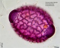 Hymenocallis littoralis (4).jpg