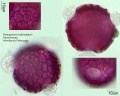 Pelargonium multiradiatum (1).jpg