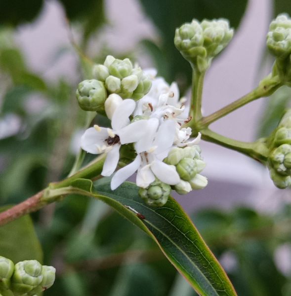 Datei:VHepacodium miconioides.JPG