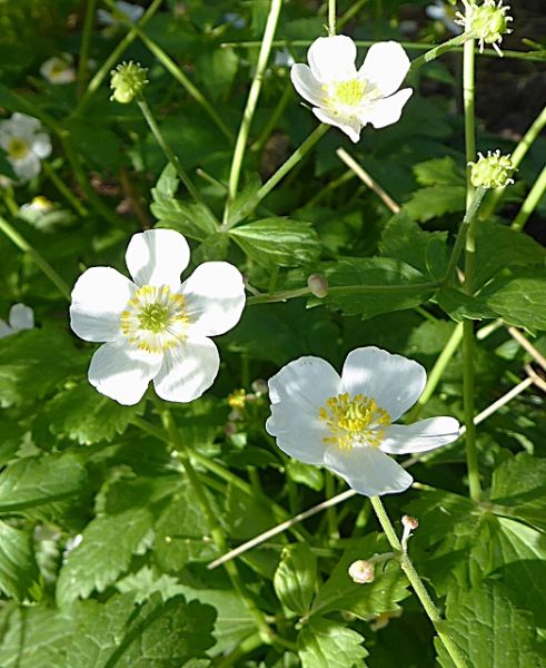 Datei:VRanunculus aconitifolius.JPG