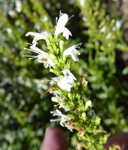 Datei:VClinopodium thymifolium.JPG
